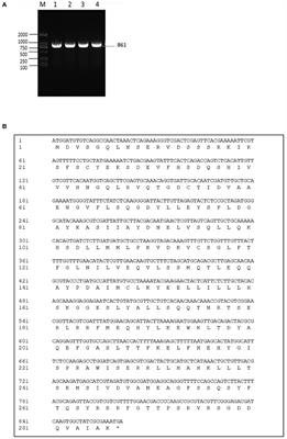 Functional characterization of Vibrio alginolyticus T3SS regulator ExsA and evaluation of its mutant as a live attenuated vaccine candidate in zebrafish (Danio rerio) model